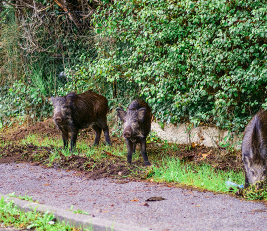 Roma, catturati otto cinghiali a Villa Pamphili Roma, catturati otto cinghiali a Villa Pamphili