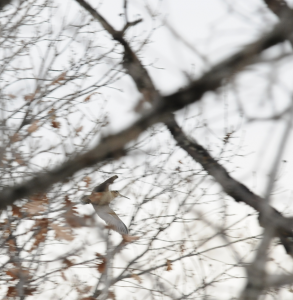 caccia alla beccaccia