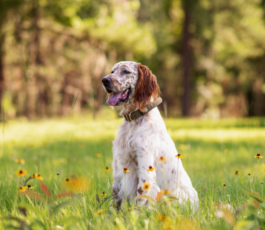 Uccisi cani dei cacciatori a Piombino Uccisi cani dei cacciatori a Piombino: setter da caccia seduto