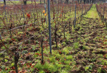 Ungulati abbattuti dagli agricoltori in Toscana: il dato 2022 Ungulati abbattuti dagli agricoltori in Toscana: danni da cinghiale in campo coltivato