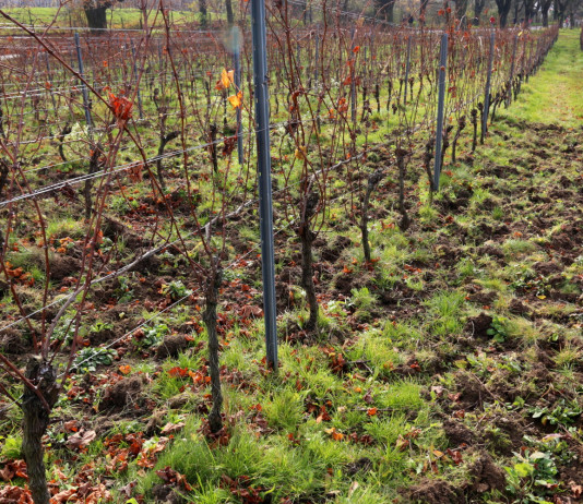 Ungulati abbattuti dagli agricoltori in Toscana: il dato 2022 Ungulati abbattuti dagli agricoltori in Toscana: danni da cinghiale in campo coltivato