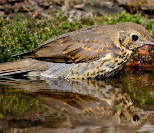 Autorizzazione edilizia per gli appostamenti fissi di caccia: la sentenza Autorizzazione edilizia per gli appostamenti fissi di caccia: tordo bottaccio