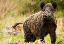 Caccia Magazine marzo 2023 in edicola dal 18 febbraio Caccia Magazine marzo 2023 in edicola dal 18 febbraio: cinghiale