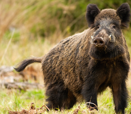 Caccia Magazine marzo 2023 in edicola dal 18 febbraio Caccia Magazine marzo 2023 in edicola dal 18 febbraio: cinghiale