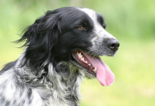 Calendari venatori 2022/2023: il bilancio Calendari venatori 2022 2023: setter inglese da caccia