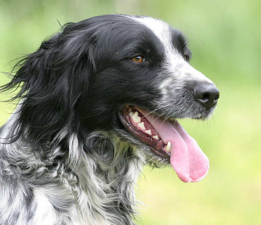 Calendari venatori 2022/2023: il bilancio Calendari venatori 2022 2023: setter inglese da caccia