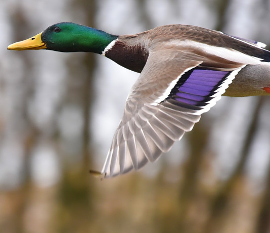 Calendari venatori e parere Ispra: la sentenza Calendari venatori e parere Ispra: germano reale in volo