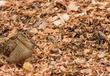 Calendari venatori, lettera di Lipu a Europa Calendari venatori: beccaccia in ambiente autunnale