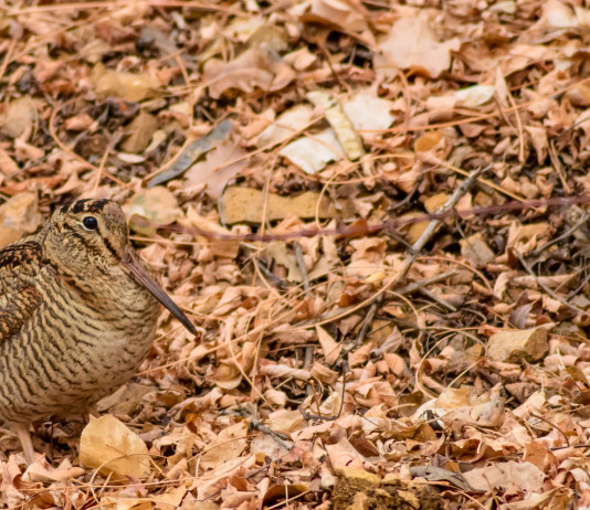 Calendari venatori, lettera di Lipu a Europa Calendari venatori: beccaccia in ambiente autunnale