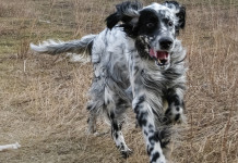 Calendario venatorio della Toscana 2023/2024, la richiesta della cabina di regia Calendario venatorio della Toscana 2023 2024: setter inglese bianco e nero a caccia