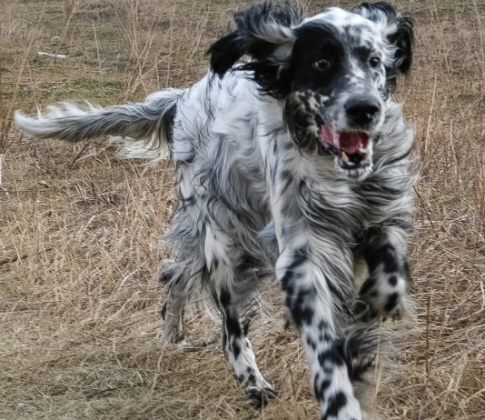 Calendario venatorio della Toscana 2023/2024, la richiesta della cabina di regia Calendario venatorio della Toscana 2023 2024: setter inglese bianco e nero a caccia