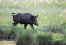 Cinghiali in città a Firenze Cinghiali in città a Firenze