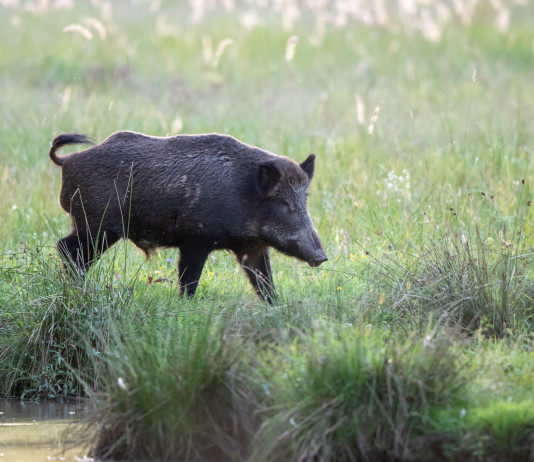 Cinghiali in città a Firenze Cinghiali in città a Firenze
