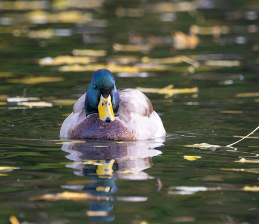 Circolare del governo sulla definizione di zona umida Circolare del governo sulla definizione di zona umida: germano reale in zona umida