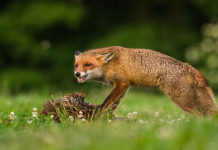 Contenimento della volpe: una tecnica innovativa Contenimento della volpe una tecnica innovativa