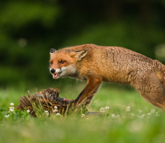 Contenimento della volpe: una tecnica innovativa Contenimento della volpe una tecnica innovativa