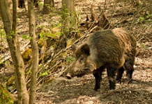 Controllo faunistico, le osservazioni dell’Arcicaccia Controllo faunistico: cinghiale nel bosco