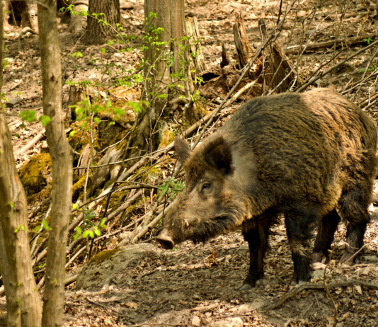 Controllo faunistico, le osservazioni dell’Arcicaccia Controllo faunistico: cinghiale nel bosco