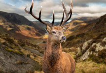 In Friuli prove cinofile anche su cervi In Friuli prove cinofile anche su cervi