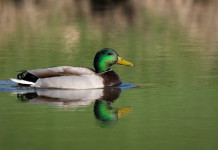 Mappa delle zone umide, la richiesta dell’Arcicaccia Mappa delle zone umide: germano reale in acqua, riflesso