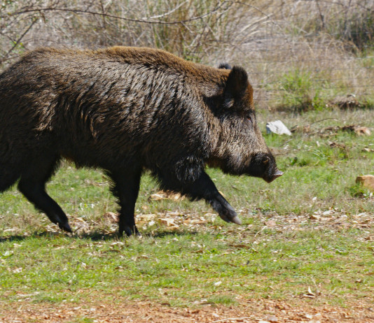 Normativa sulle aziende faunistico-venatorie, le richieste al governo Normativa sulle aziende faunistico-venatorie: cinghiale nella macchia mediterranea