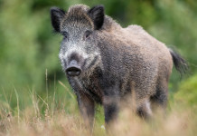 Numero dei cinghiali in Italia, Urca replica a Fidc Numero dei cinghiali in Italia: cinghiale nel bosco