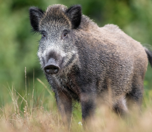 Numero dei cinghiali in Italia, Urca replica a Fidc Numero dei cinghiali in Italia: cinghiale nel bosco
