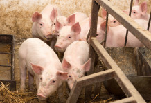 Peste suina africana, Emilia Romagna incontra il governo Peste suina africana: allevamento di maiali