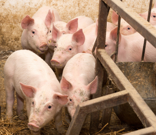 Peste suina africana, Emilia Romagna incontra il governo Peste suina africana: allevamento di maiali