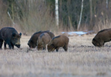 Peste suina africana, nuovi casi nel nord-ovest Peste suina africana: cinghiali nel bosco