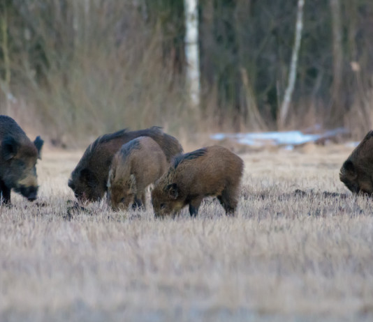 Peste suina africana, nuovi casi nel nord-ovest Peste suina africana: cinghiali nel bosco