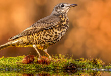 Privatizzazione della caccia, l’Anuu risponde alla Libera Caccia Privatizzazione della caccia: tordo bottaccio