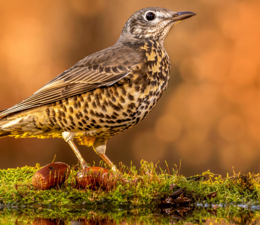 Privatizzazione della caccia, l’Anuu risponde alla Libera Caccia Privatizzazione della caccia: tordo bottaccio