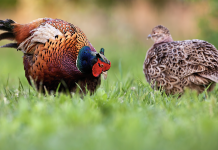 La riproduzione del fagiano fagiano riproduzione