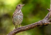 Sentenza sul calendario venatorio delle Marche, scontro Arcicaccia-Fidc Sentenza sul calendario venatorio delle Marche: tordo bottaccio