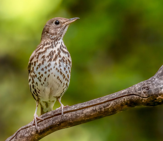 Sentenza sul calendario venatorio delle Marche, scontro Arcicaccia-Fidc Sentenza sul calendario venatorio delle Marche: tordo bottaccio