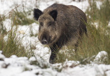 Test antigenici per la peste suina africana, consiglio Liguria approva odg Test antigenici per la peste suina africana: cinghiale sulla neve