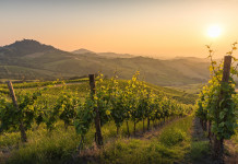 Beduschi nuovo assessore all’Agricoltura della Lombardia Beduschi nuovo assessore all’Agricoltura della Lombardia: Oltrepò pavese