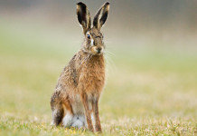 Caccia Magazine aprile 2023 in edicola dal 16 marzo Caccia Magazine aprile 2023: lepre