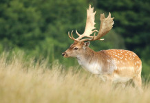Caccia al daino in Emilia Romagna, Consiglio di Stato respinge ricorso Caccia al daino in Emilia Romagna