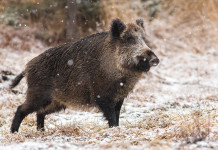 Caccia in Piemonte, saltano le modifiche Caccia in Piemonte: cinghiale sulla neve