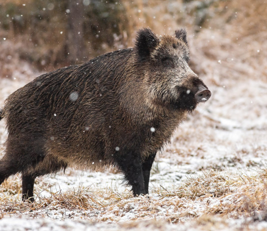 Caccia in Piemonte, saltano le modifiche Caccia in Piemonte: cinghiale sulla neve