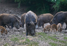 Cacciatori e controllo faunistico, governo risponde a interrogazione Cacciatori e controllo faunistico: cinghiali rooting