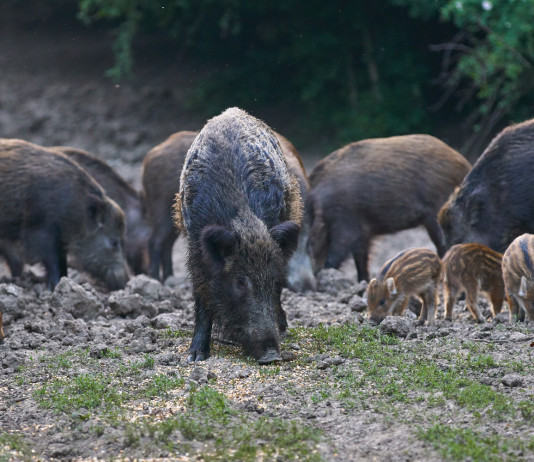 Cacciatori e controllo faunistico, governo risponde a interrogazione Cacciatori e controllo faunistico: cinghiali rooting