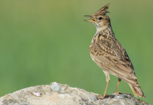 Calendario venatorio della Lombardia, primo incontro con l’assessore Calendario venatorio della Lombardia: allodola