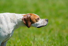 Calendario venatorio della Toscana 2023/2024: le prime indicazioni Calendario venatorio della Toscana 2023 2024: pointer in ferma