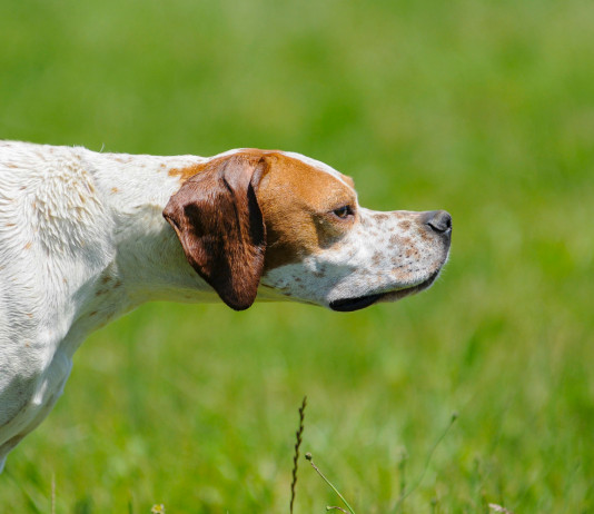 Calendario venatorio della Toscana 2023/2024: le prime indicazioni Calendario venatorio della Toscana 2023 2024: pointer in ferma