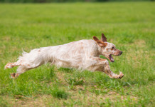 Campionato Federcaccia su beccacce: kurzhaar e setter sul podio a La Spezia Campionato Federcaccia su beccacce kurzhaar e setter sul podio a La Spezia