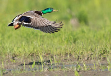 Giornata mondiale dell’acqua: il contributo dei cacciatori Giornata mondiale dell’acqua: germano reale in volo in zona umida