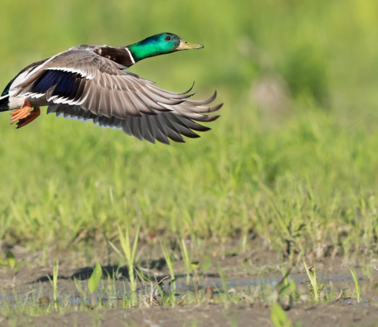 Giornata mondiale dell’acqua: il contributo dei cacciatori Giornata mondiale dell’acqua: germano reale in volo in zona umida